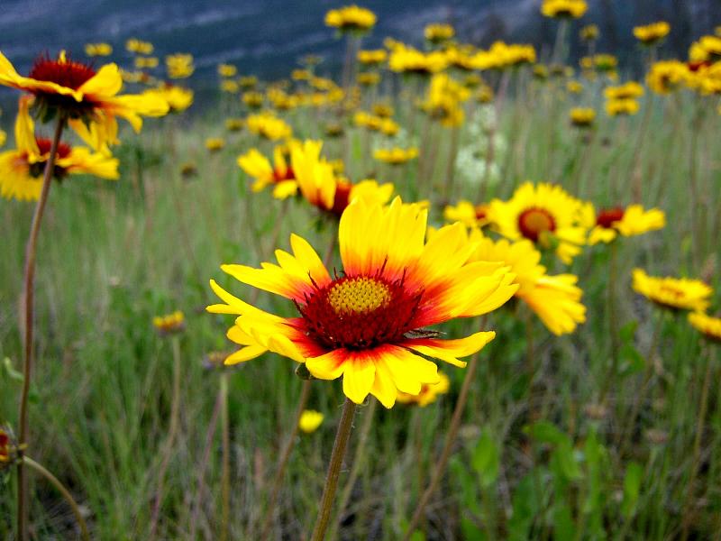 GAILLARDIA FIELD.JPG