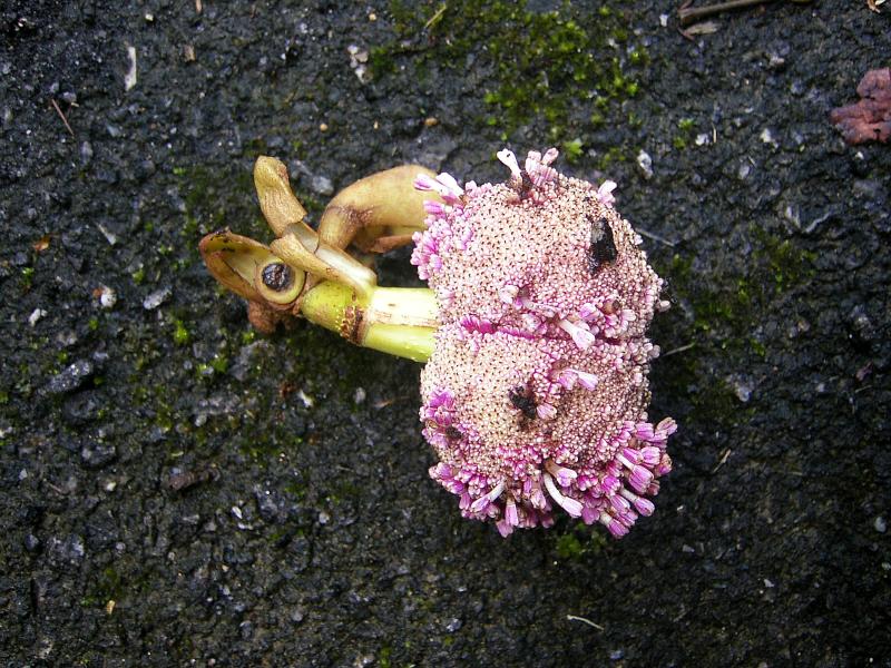 FRUIT-BUKIT MAXWELL.JPG