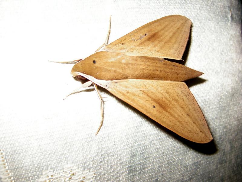 SPIHNX MOTH.JPG