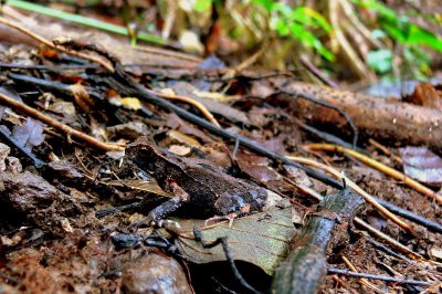 FOREST FLOOR WITH FROG.JPG
