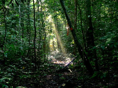 LIGHT IN LOWLAND FOREST.jpg
