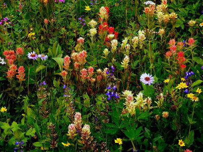 HIGH MEADOW ON CANO MT.JPG