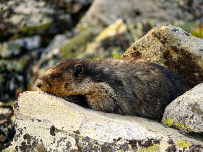 RESTING MARMOT.JPG