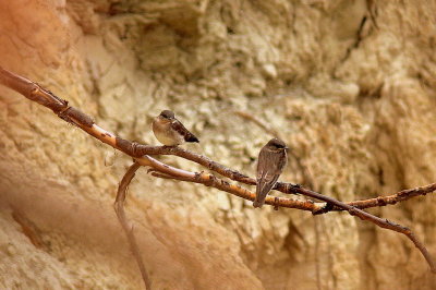 JUVENILE SWALLOWS.JPG