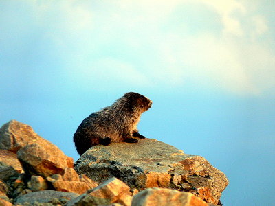 YOUNG MARMOT.JPG