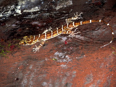 BANDED GECKO.JPG