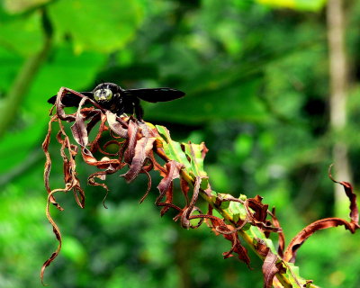 BIG BLACK BEE.JPG