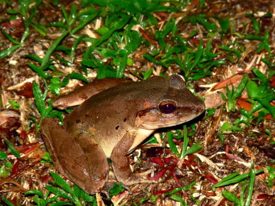GIANT RIVER FROG.JPG