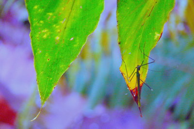 LEAF TIPS.JPG