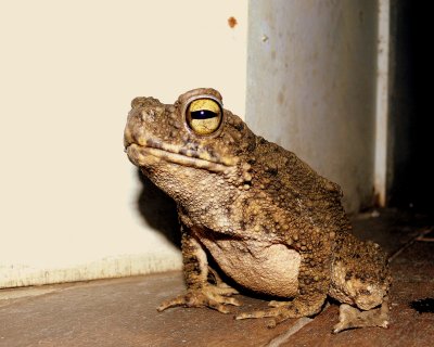 GIANT RIVER TOAD.JPG