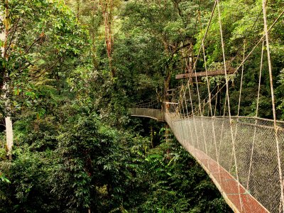 CANOPY WALK.JPG