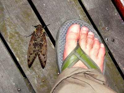 BIG CICADA.JPG