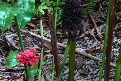 FLAME IN THE FOREST.JPG