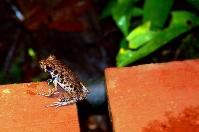 ROUGH-SIDED FROG ON SLATS.JPG