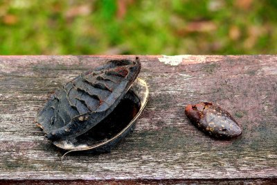 POD AND SEED.JPG