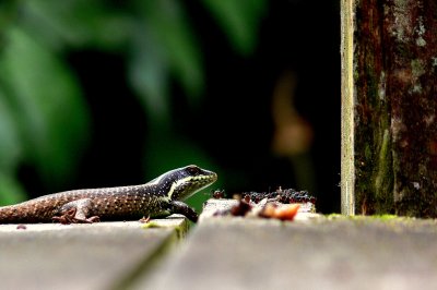 SKINK SIDE VIEW.JPG