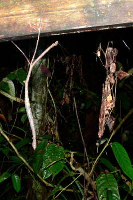 STICK INSECT AND STICKS.JPG