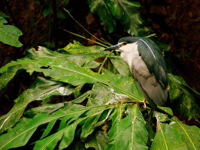 NIGHT HERON.JPG