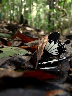 DOWNED SWALLOWTAIL.JPG
