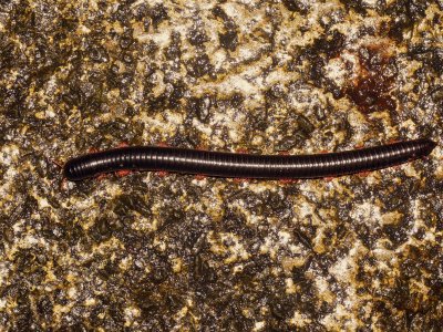 12 INCH MILLIPEDE.JPG