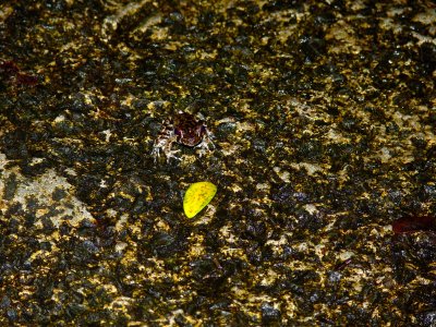 ANURAN AND LEAF.JPG