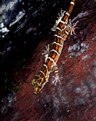 BANDED GECKO 2.JPG