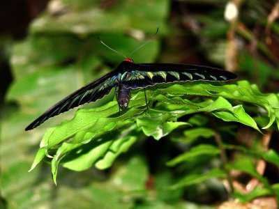 RAJAH BROOKE'S BIRDWING.JPG