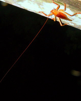 LONG ANTENNA.JPG