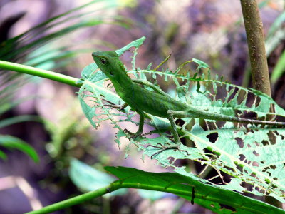 RAGGED LEAF PLATFORM.JPG
