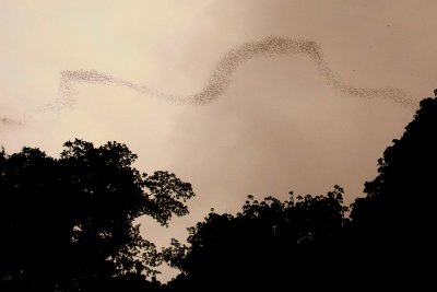 BAT FLIGHT.JPG