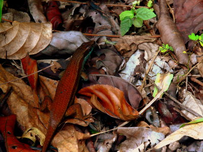 COPPERBACK.JPG