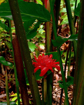 FOREST FLAME.JPG