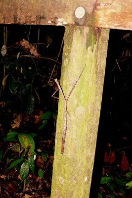 GIANT STICK.JPG