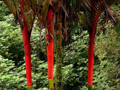 RED TRUNK PALMS.JPG