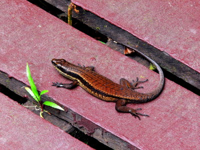 RELAXED SKINK.JPG