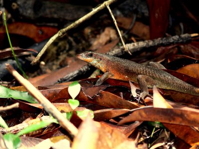 GOLDEN SKINK.JPG