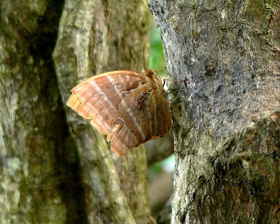 BUTTERFLY.JPG
