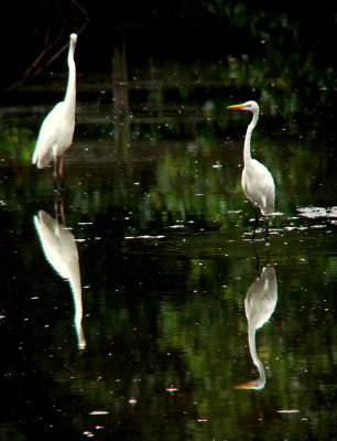 GREAT EGRETS.JPG