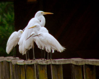 GREAT, INTERMEDIATE AND LITTLE EGRETS.JPG