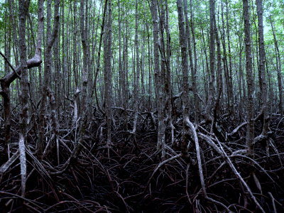 STILT  MAZE.JPG