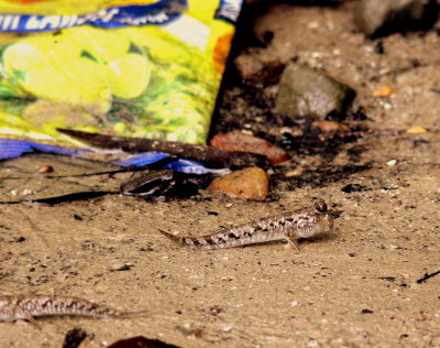 YELLOW BAG WITH MUDSKIPPER.JPG
