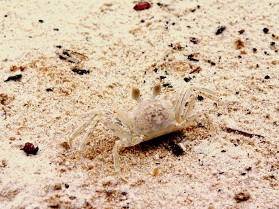 GHOST CRAB.JPG