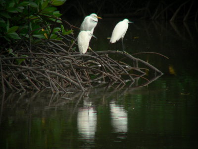 MANGROVE ROOST.JPG