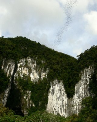 DEER CAVE AND EXITING BATS.JPG