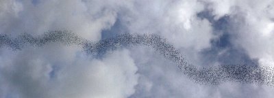 BATS FORMING SKY SNAKE.JPG