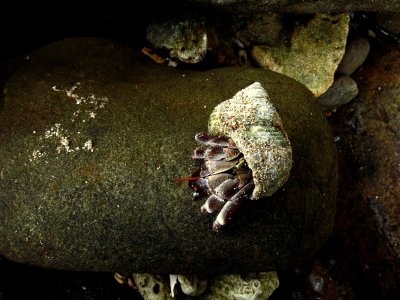 HERMIT FROM ABOVE.JPG