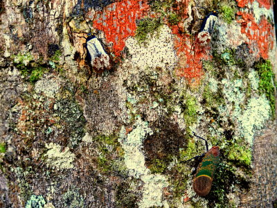 MOTTLED BARK WITH HOPPERSJPG
