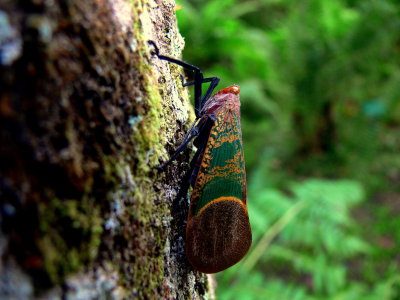 COPPER-HEADED HOPPER.JPG