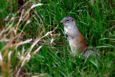 FRANKLIN'S GROUND SQUIRREL.JPG