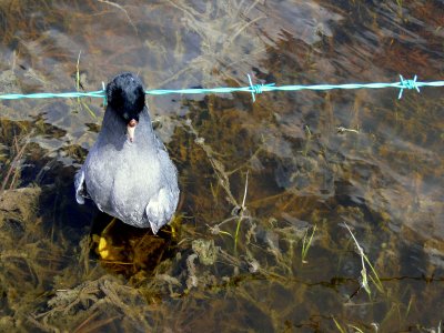 COOT ON A WIRE.JPG
